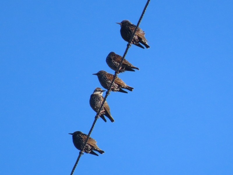 European Starling - ML646093744