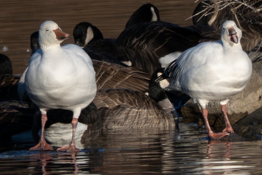 Snow Goose - ML646093747