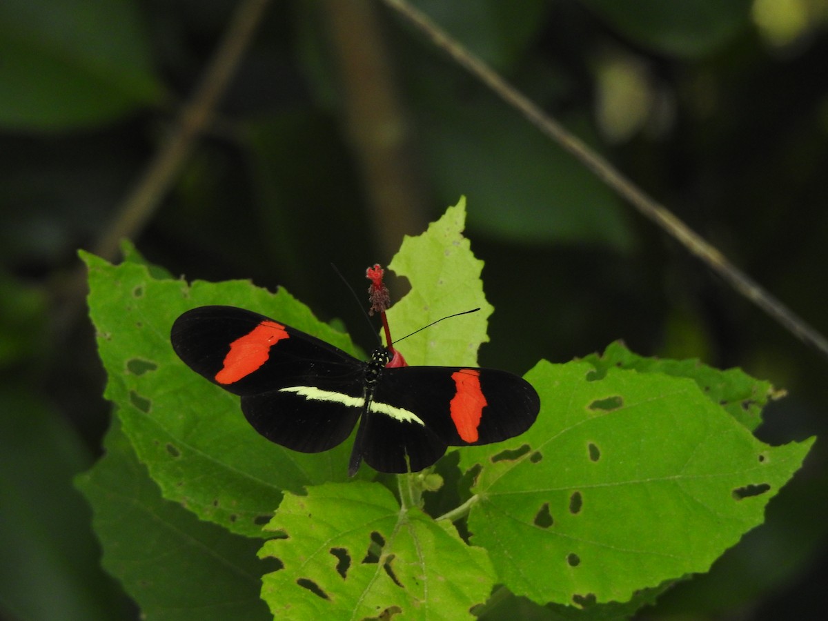 Red Postman - ML646093748
