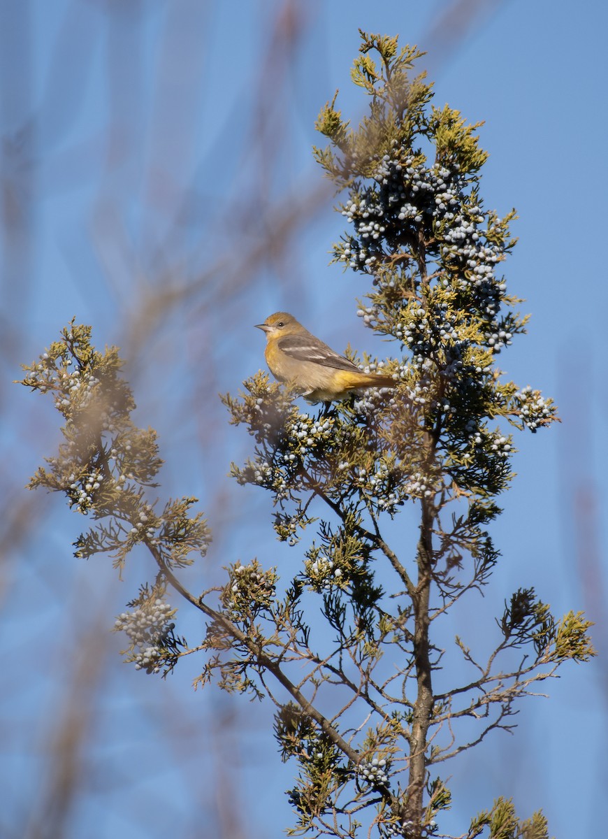 Baltimore Oriole - ML646093749