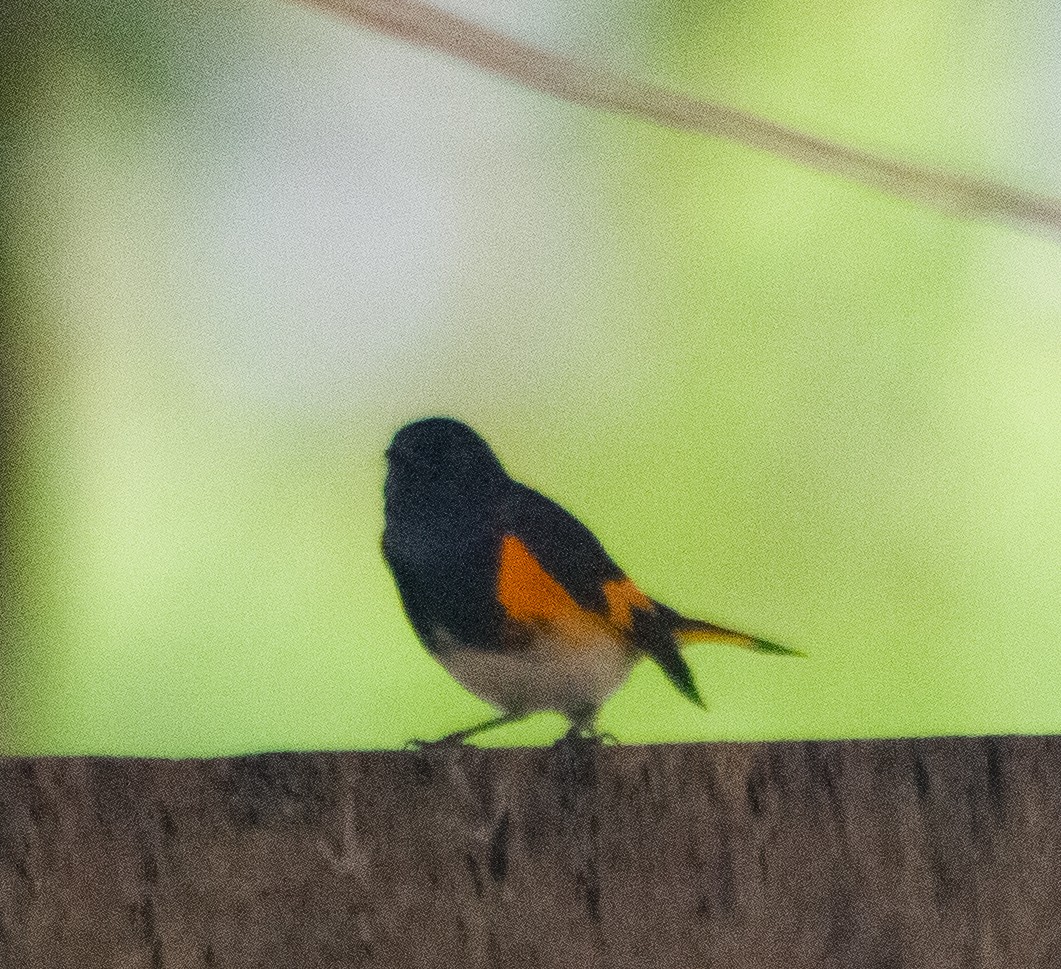 American Redstart - ML646093750