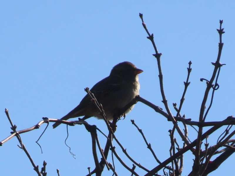 House Sparrow - ML646093751