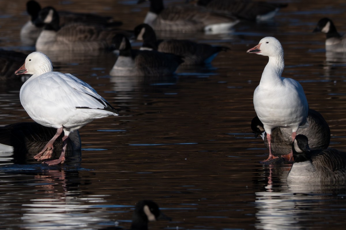 Snow Goose - ML646093754
