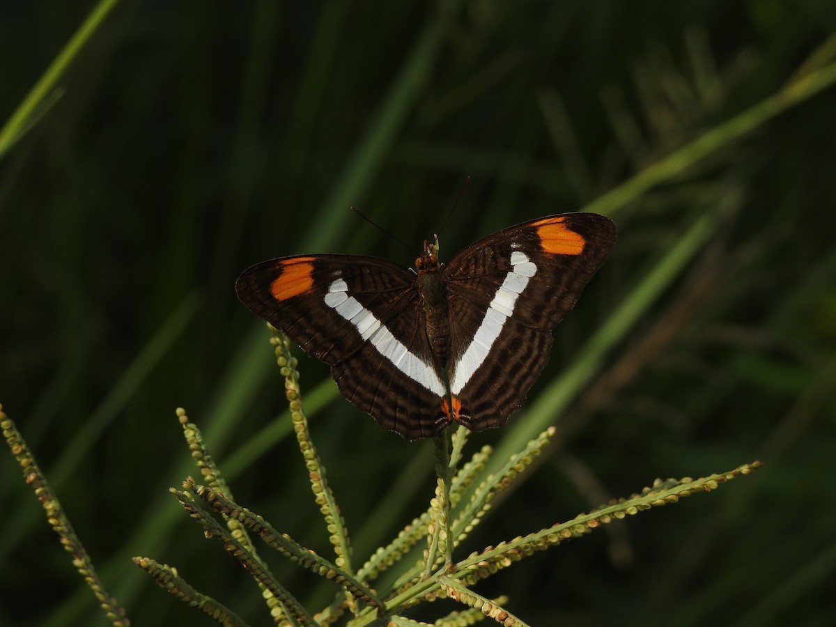 Band-celled Sister - ML646093755