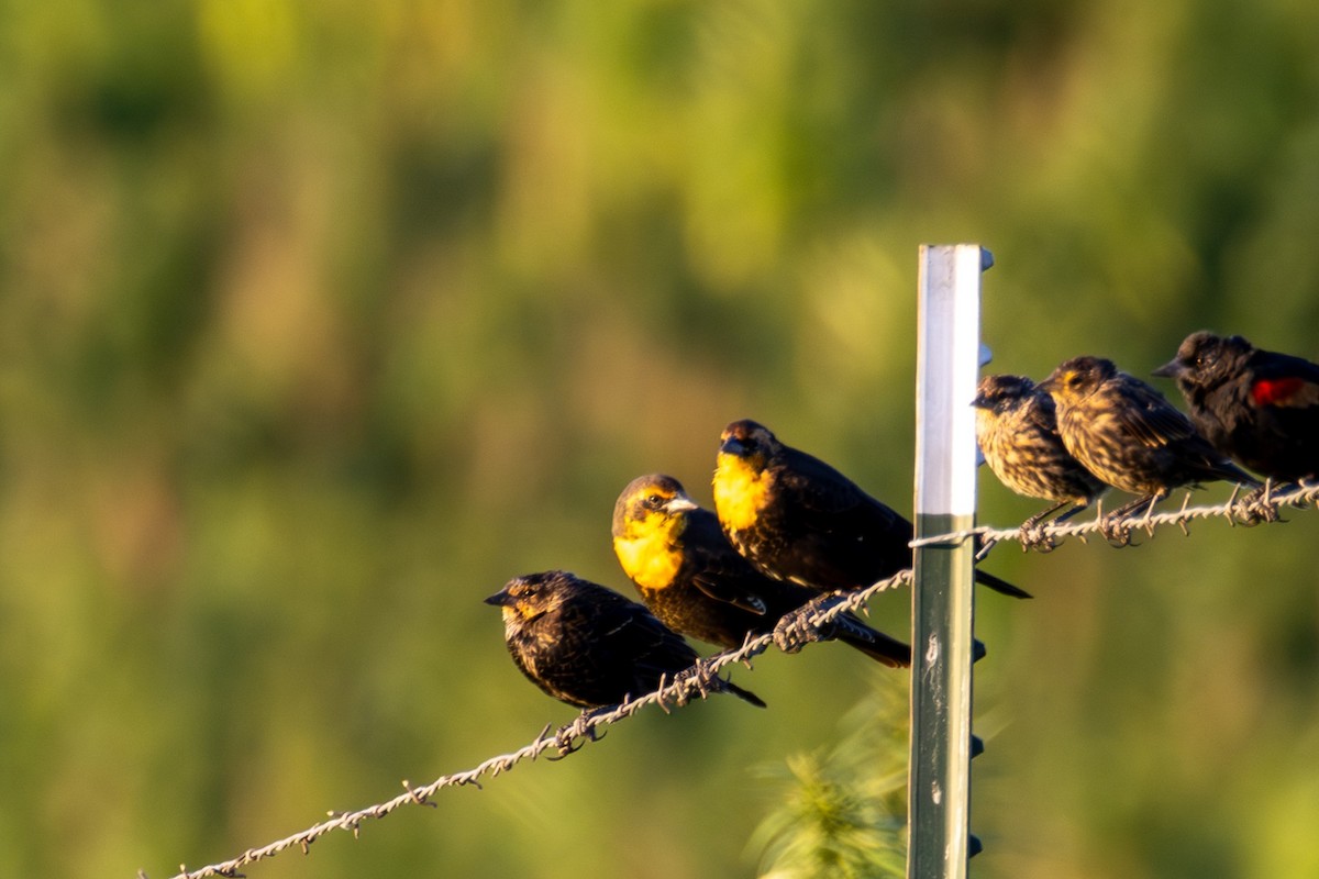 Yellow-headed Blackbird - ML646093756