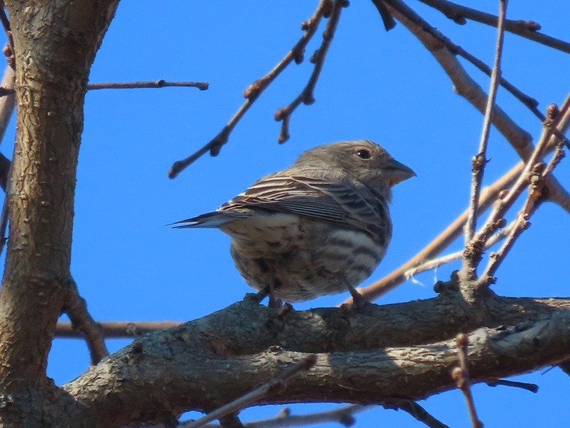 Roselin familier - ML646093757