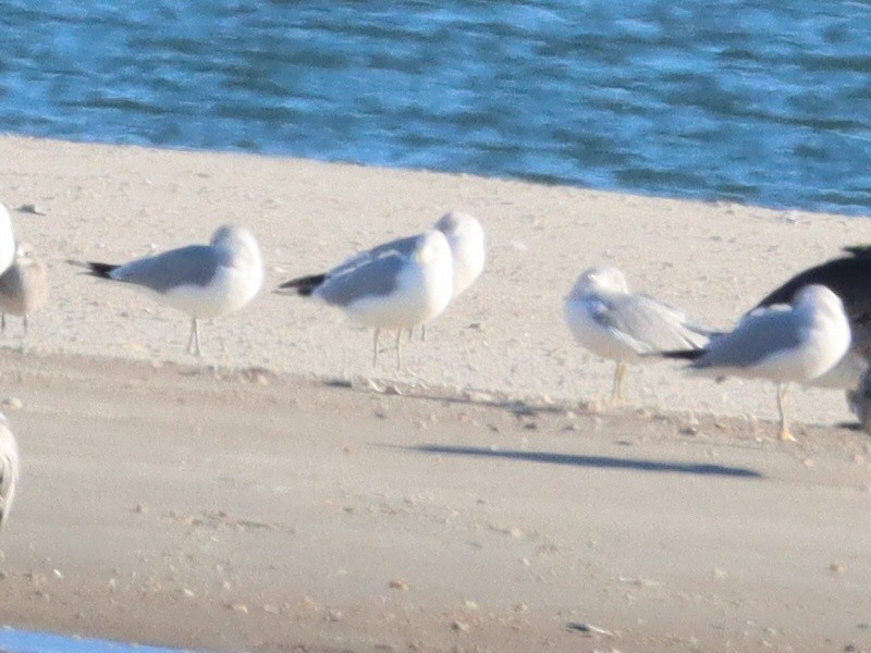 Ring-billed Gull - ML646093758