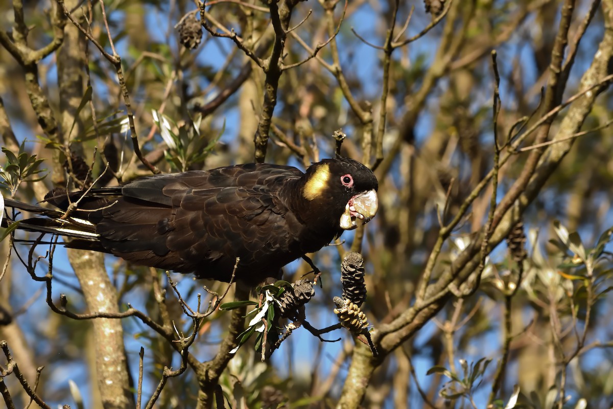 Yellow-tailed Black-Cockatoo - ML646093759