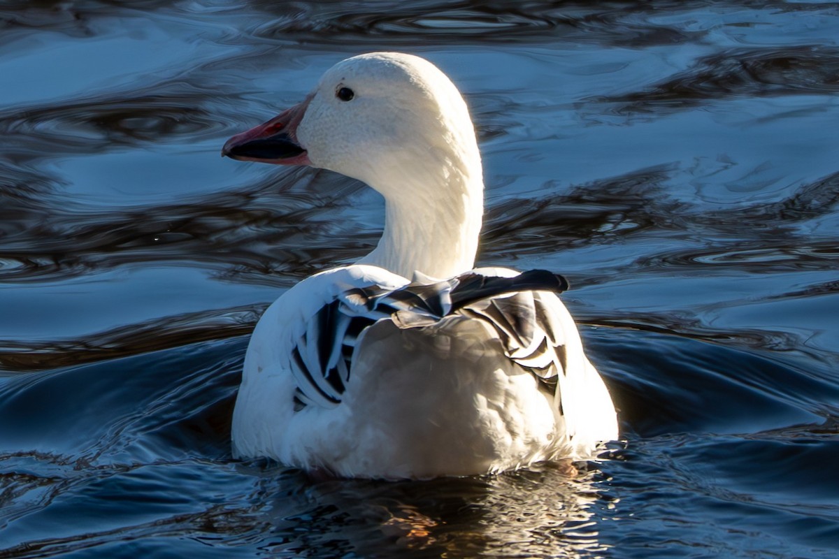 Snow Goose - ML646093760