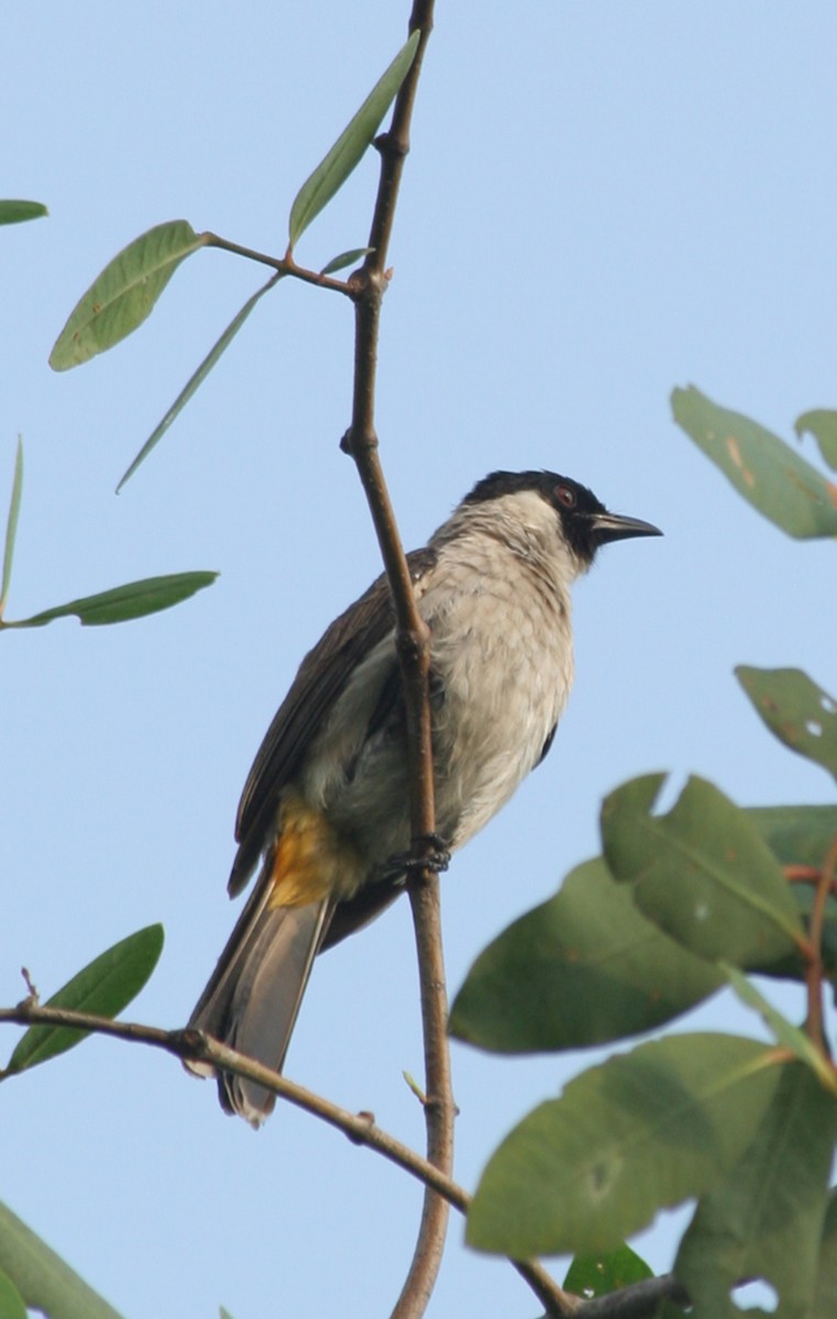 Sooty-headed Bulbul - ML646093761