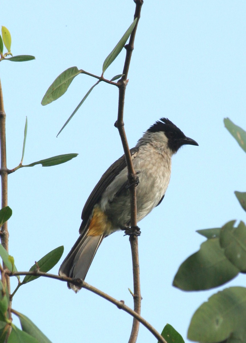 Sooty-headed Bulbul - ML646093762