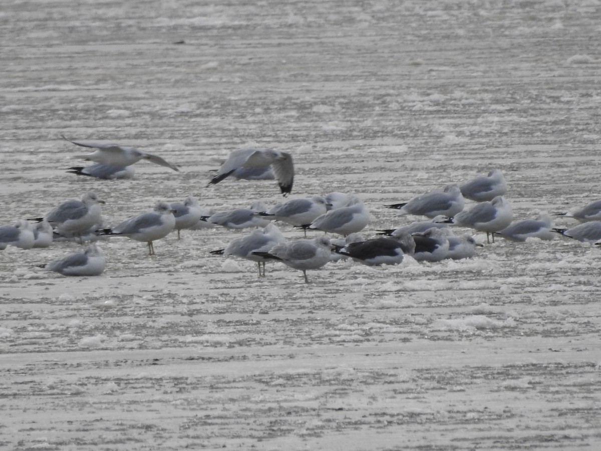 Zafferano - ML646093763