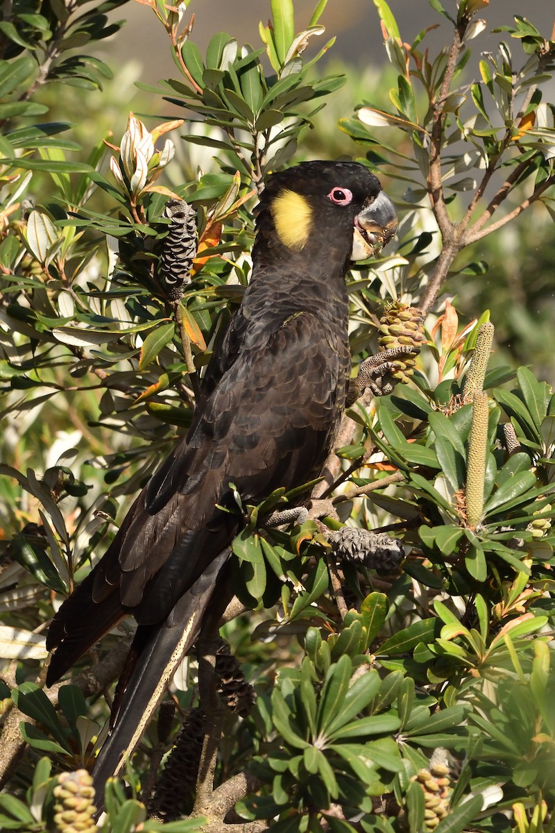 Yellow-tailed Black-Cockatoo - ML646093764