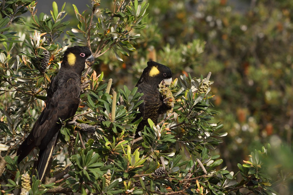 Yellow-tailed Black-Cockatoo - ML646093765