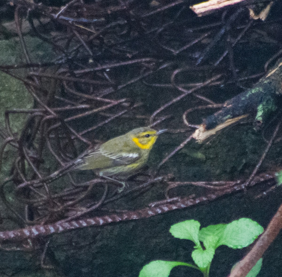 ホオアカアメリカムシクイ - ML646093769