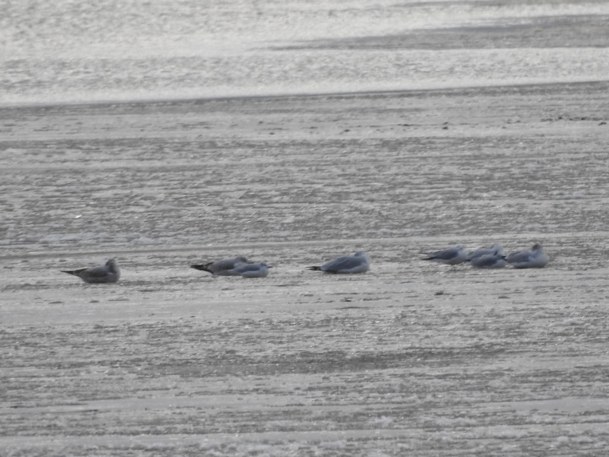 Ring-billed Gull - ML646093770