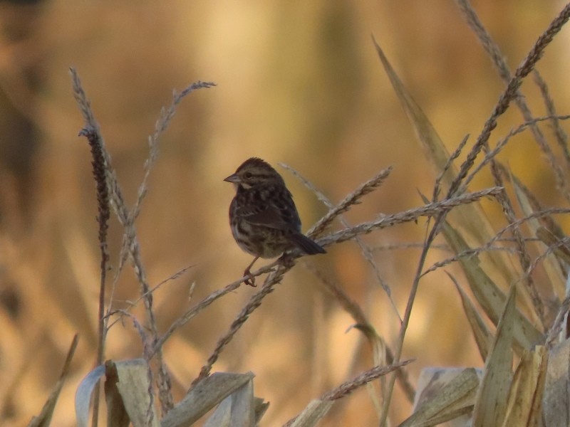 Song Sparrow - ML646093771