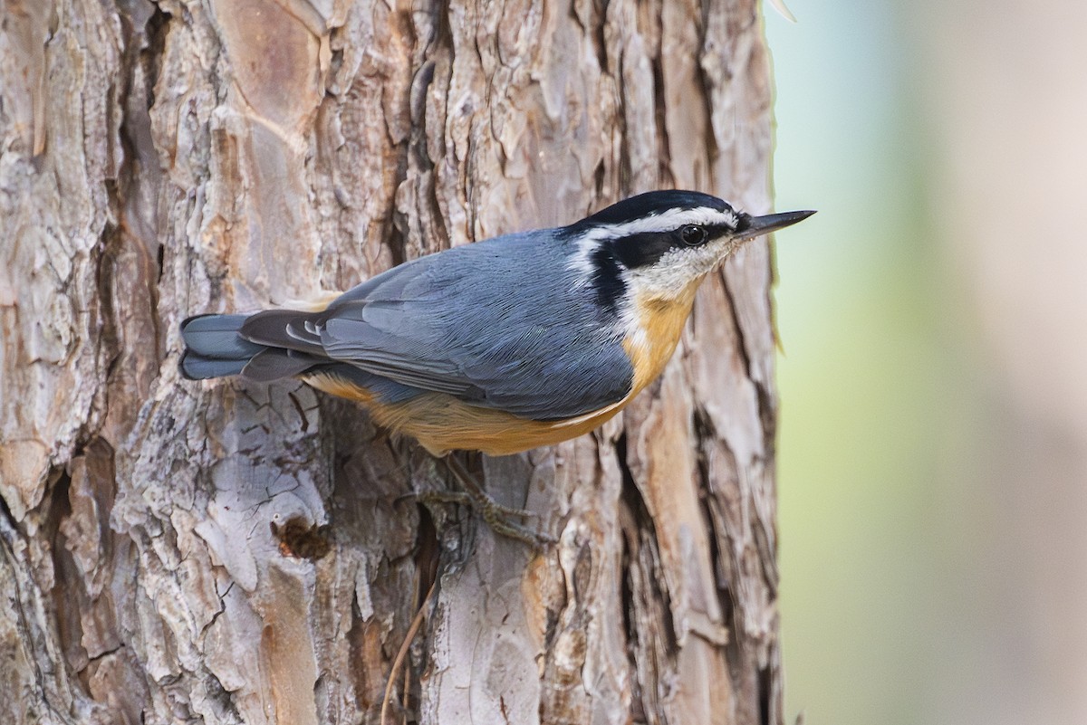 Red-breasted Nuthatch - ML646093775