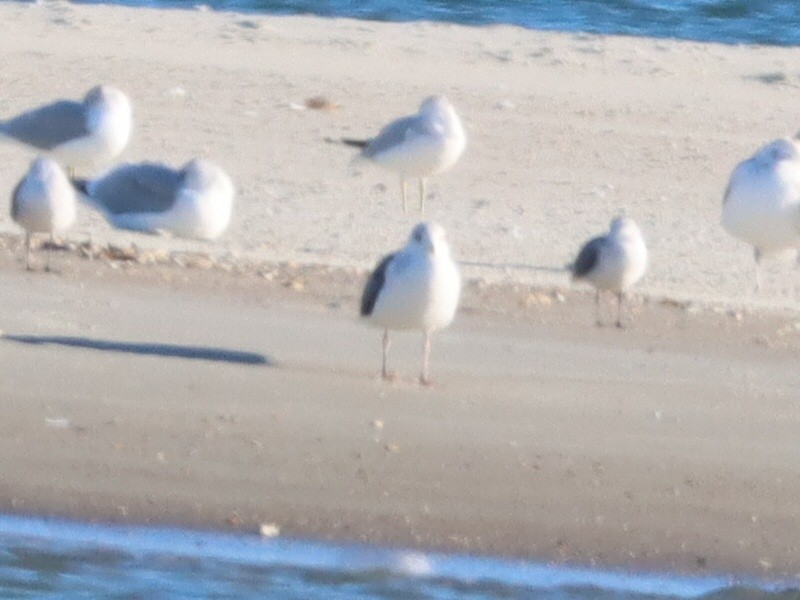 Great Black-backed Gull - ML646093776