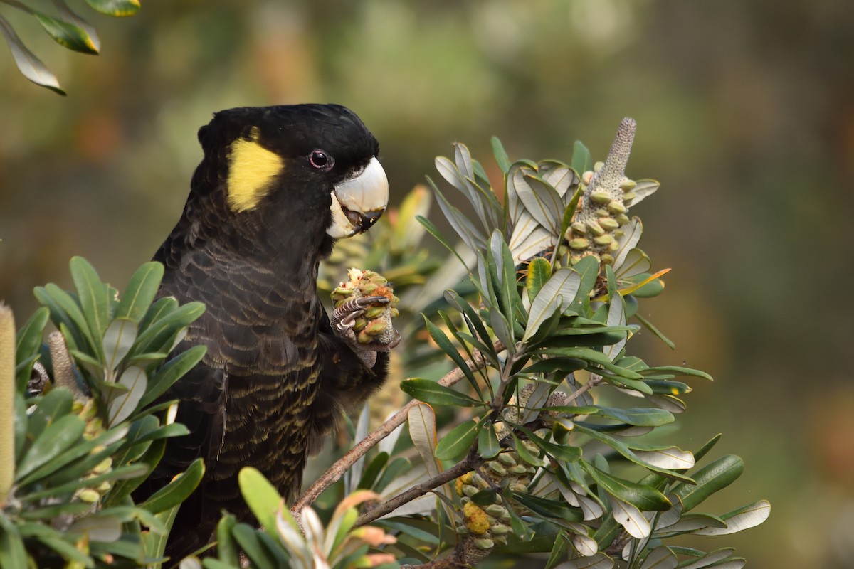 Yellow-tailed Black-Cockatoo - ML646093780
