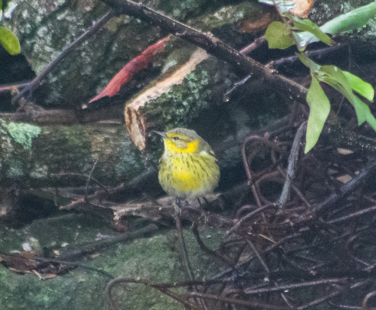 ホオアカアメリカムシクイ - ML646093782