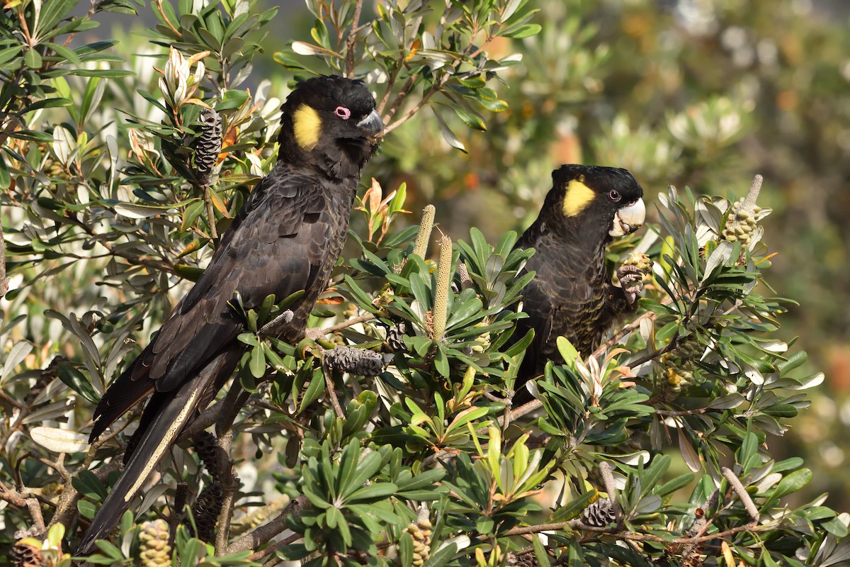 Yellow-tailed Black-Cockatoo - ML646093788