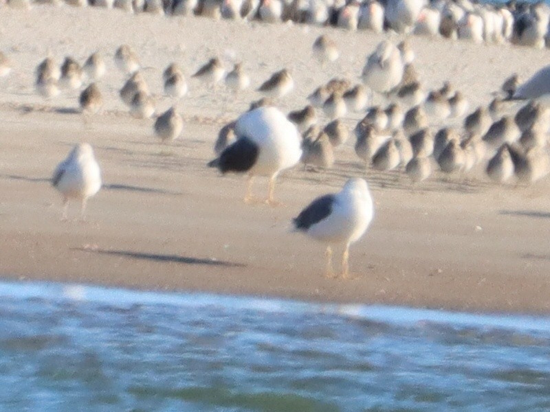 Zafferano - ML646093789