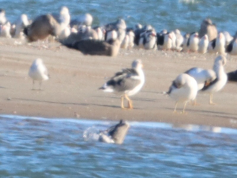 Zafferano - ML646093790