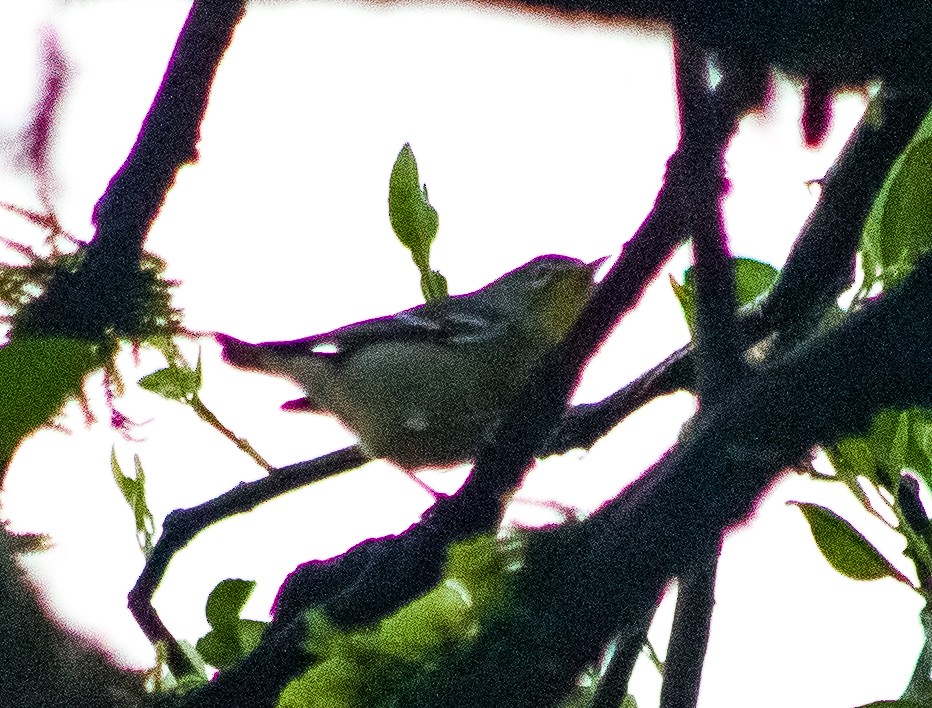 Northern Parula - ML646093791