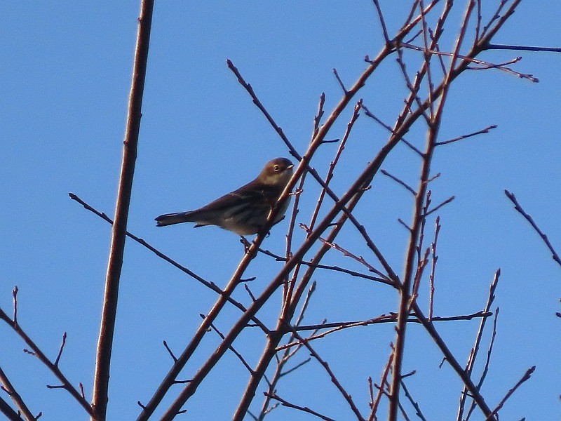 Yellow-rumped Warbler - ML646093792