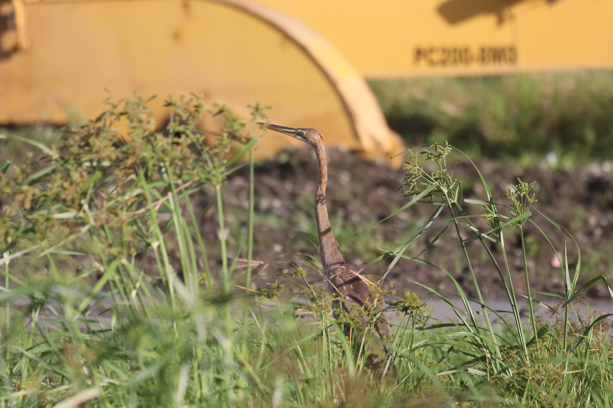 Purple Heron - ML646093796