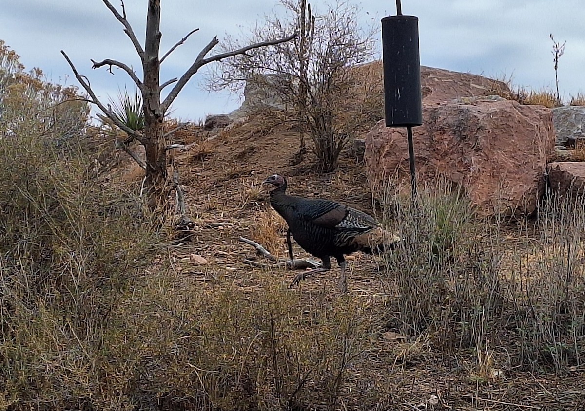 Wild Turkey - ML646093797