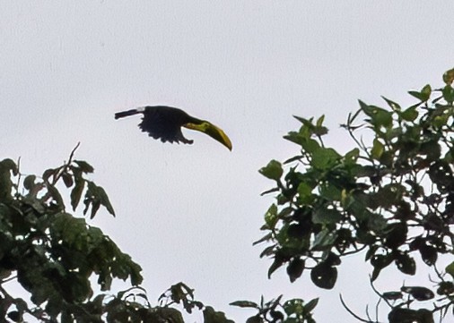 Yellow-throated Toucan (Chestnut-mandibled) - ML646093798