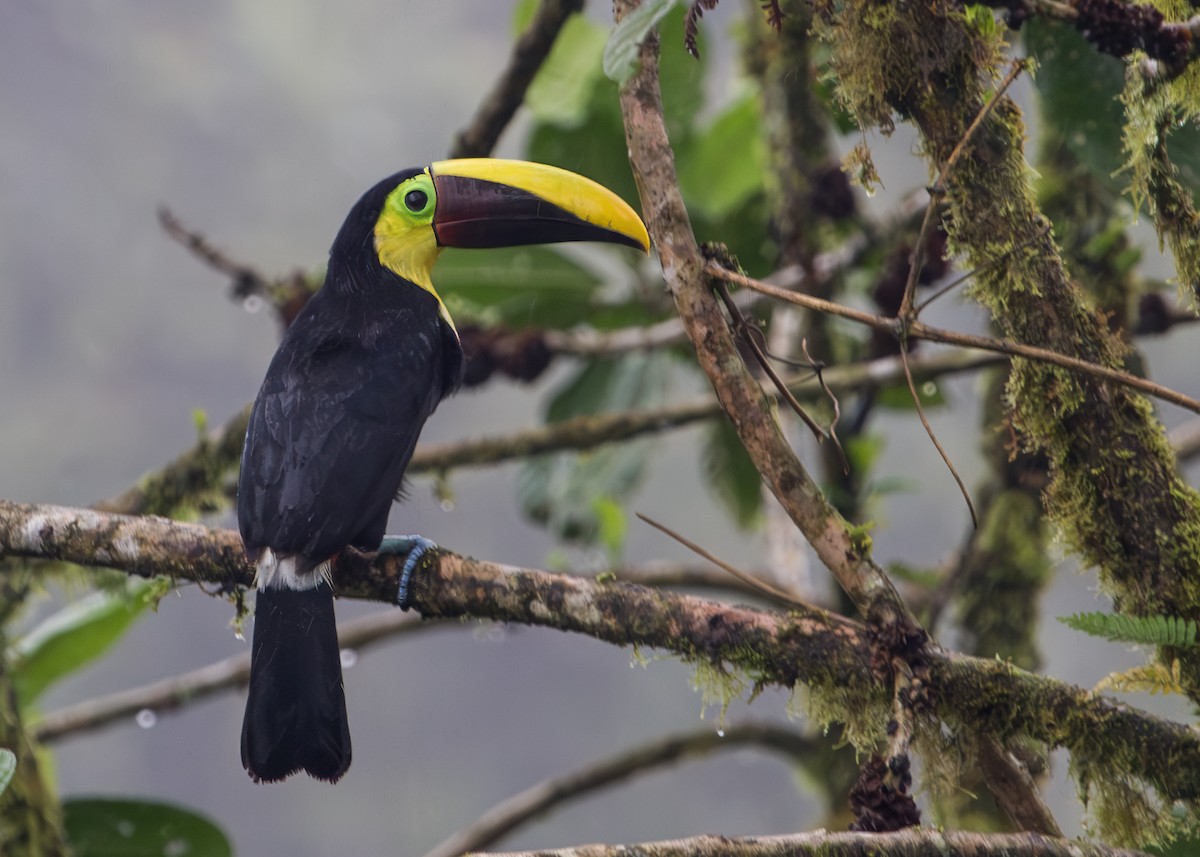 Yellow-throated Toucan (Chestnut-mandibled) - ML646093799