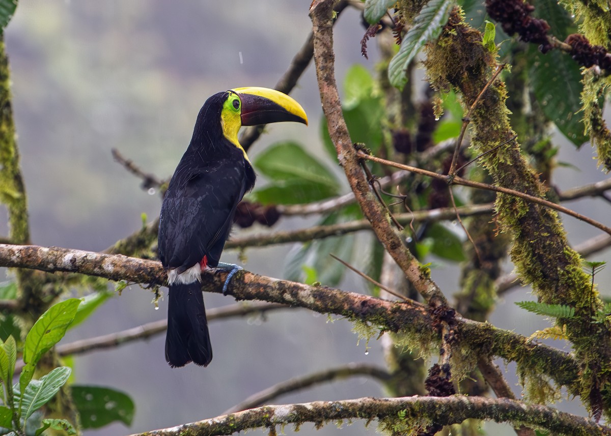 Yellow-throated Toucan (Chestnut-mandibled) - ML646093800