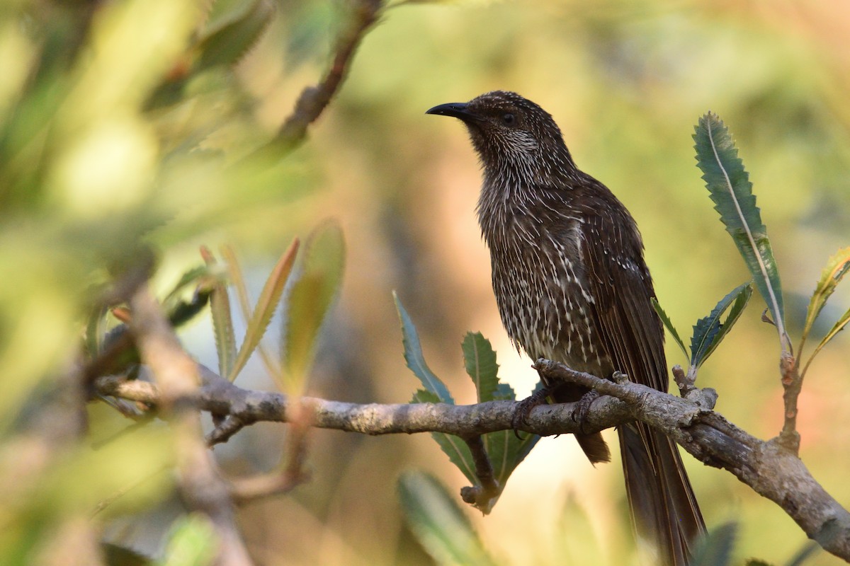 Little Wattlebird - ML646093801
