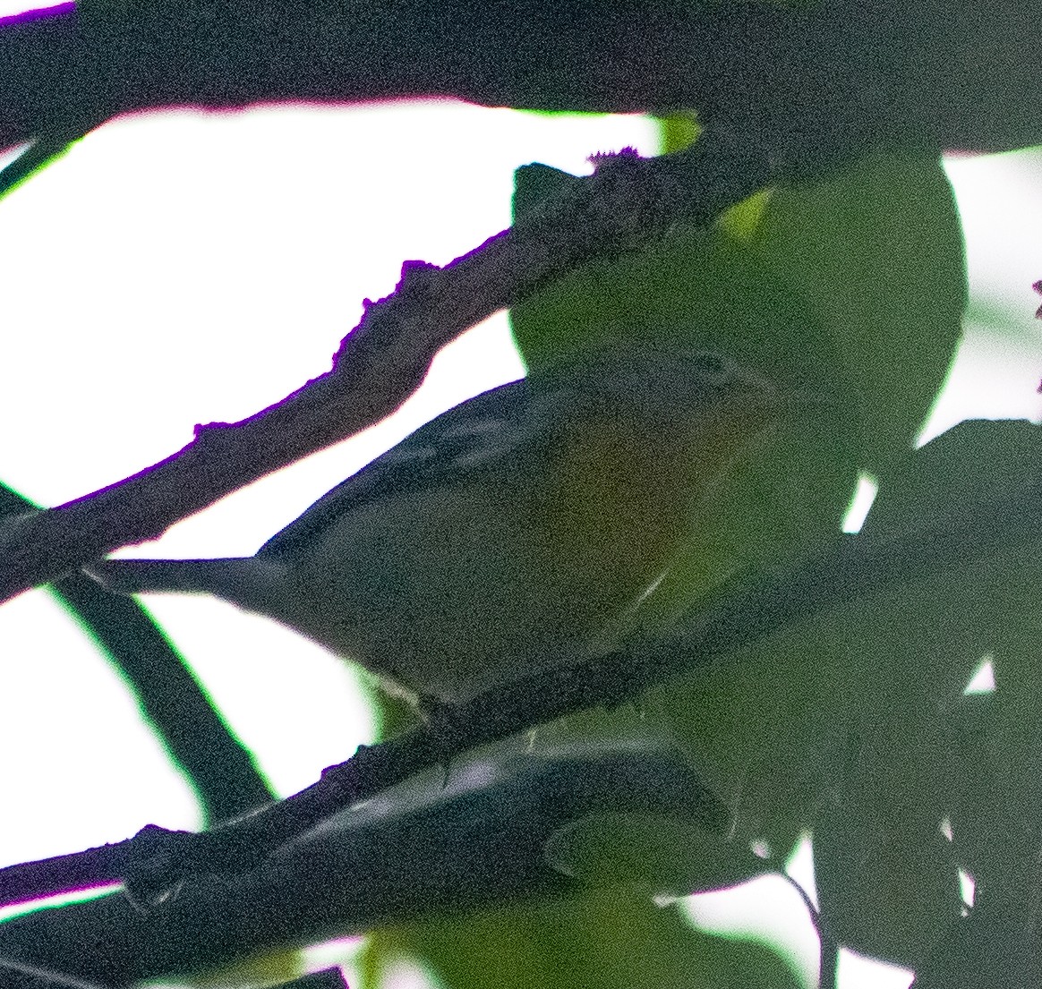 Northern Parula - ML646093802