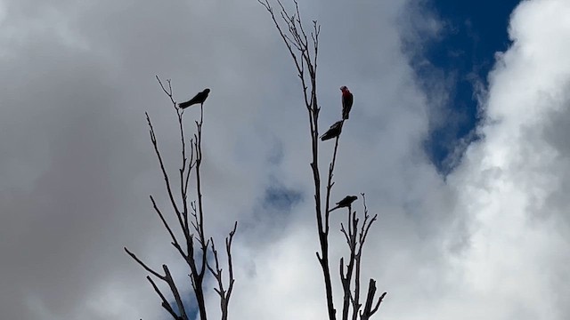 Australian King-Parrot - ML646093803