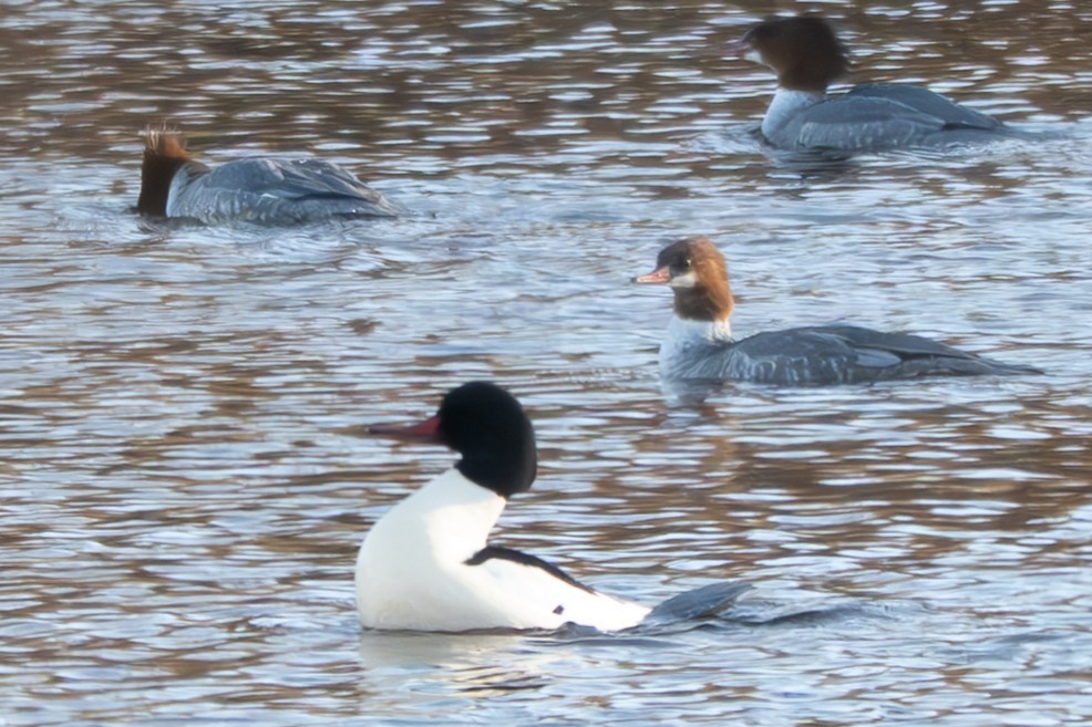 Common Merganser - ML646093804