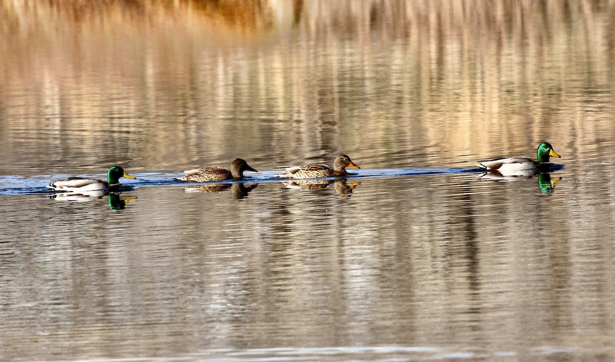 Mallard - ML646093807