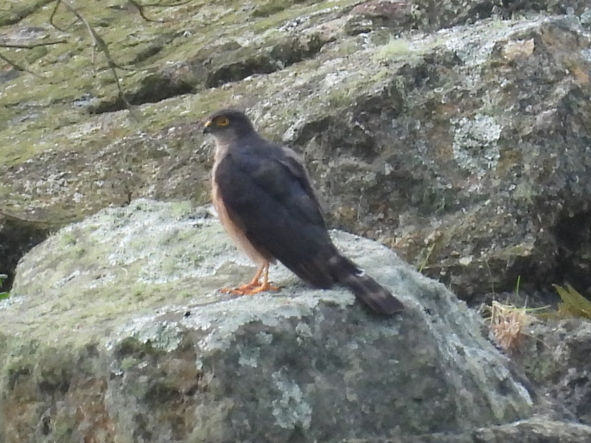 Sharp-shinned Hawk - ML646093808