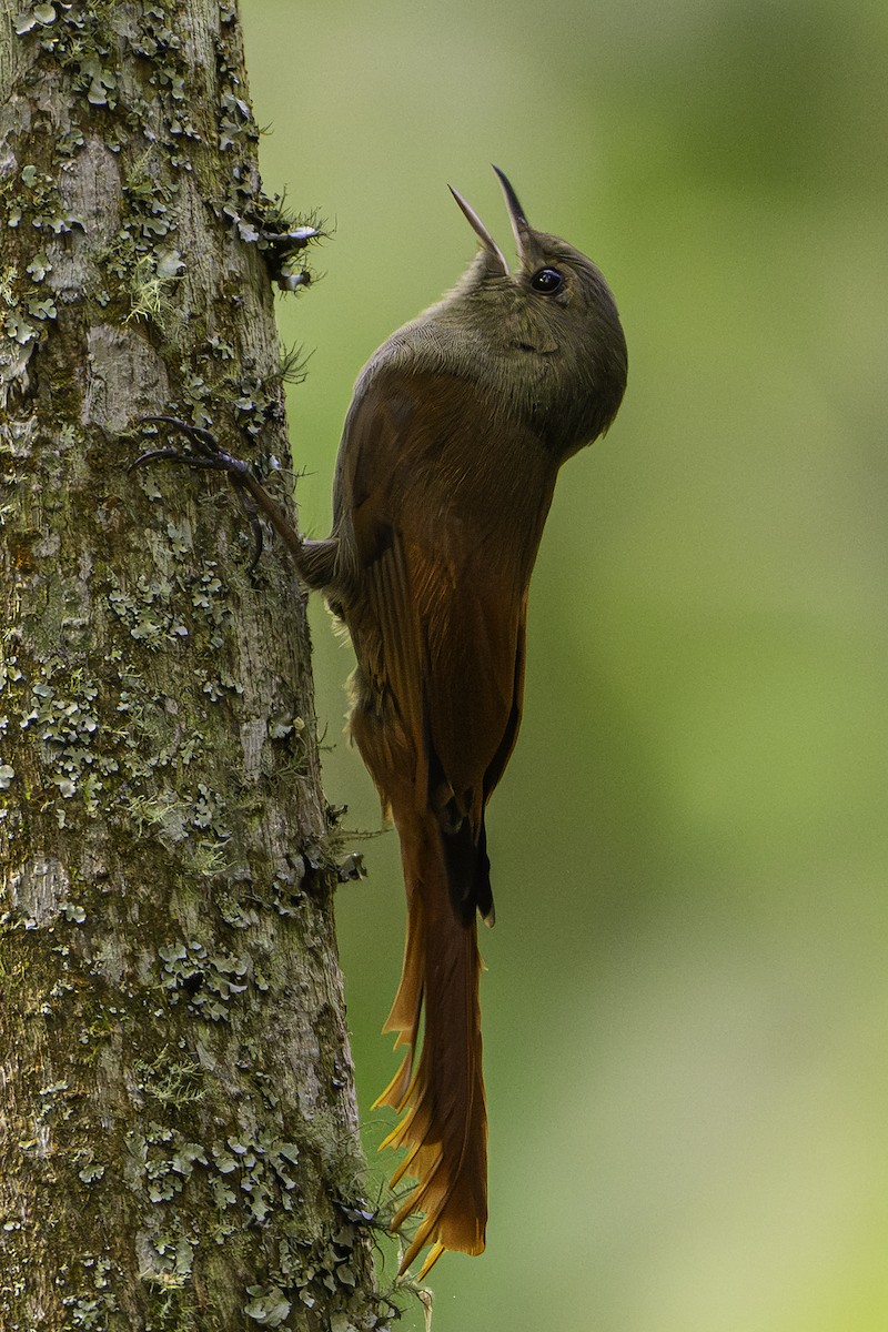 Olivaceous Woodcreeper - ML646093812