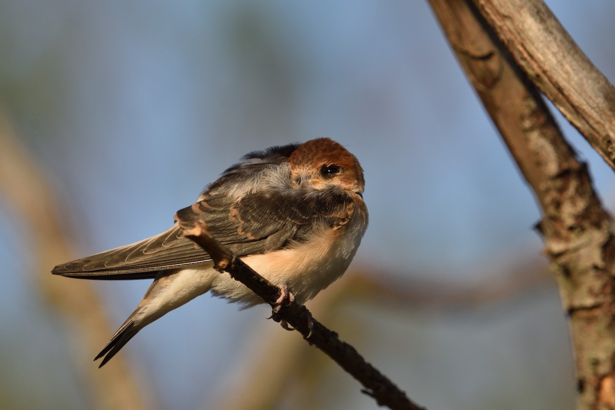 Fairy Martin - ML646093815