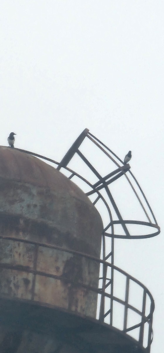 Алаг шаазгай - ML646093818