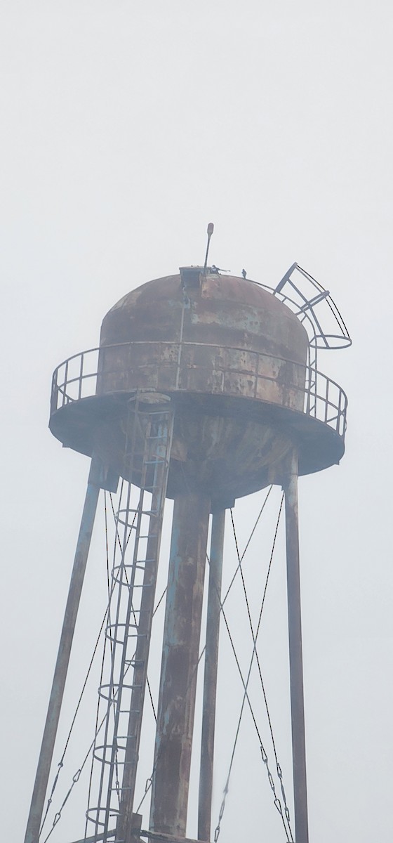 Алаг шаазгай - ML646093819