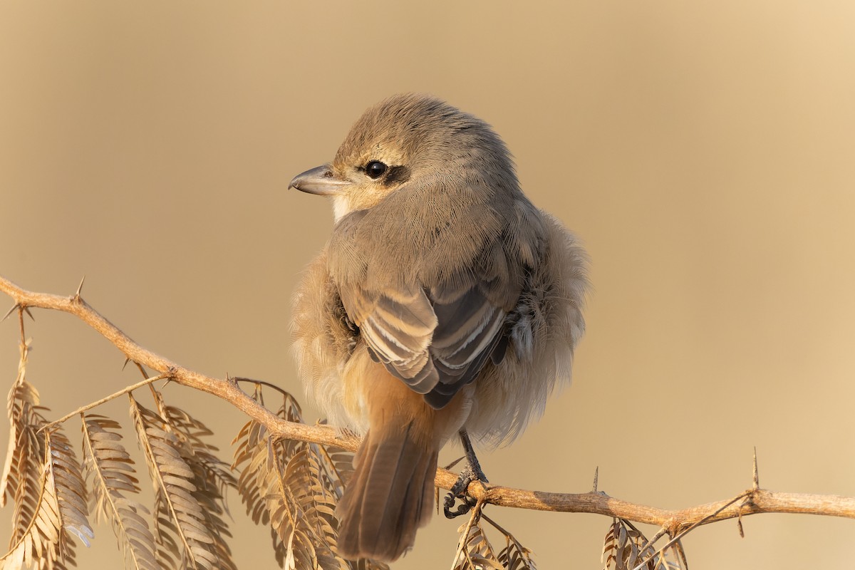 isabellavarsler - ML646093820