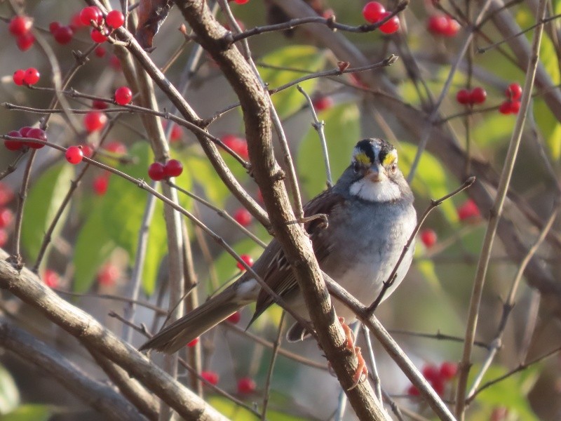 White-throated Sparrow - ML646093822