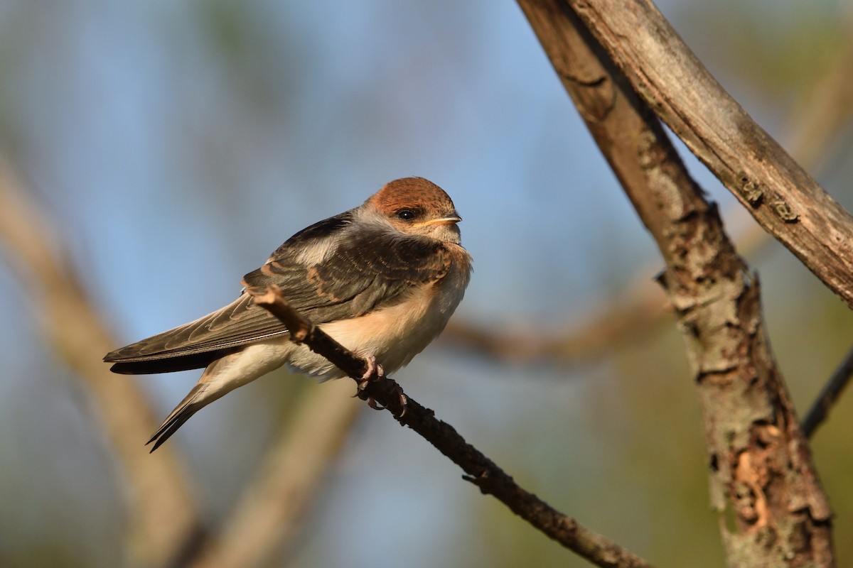 Fairy Martin - ML646093823