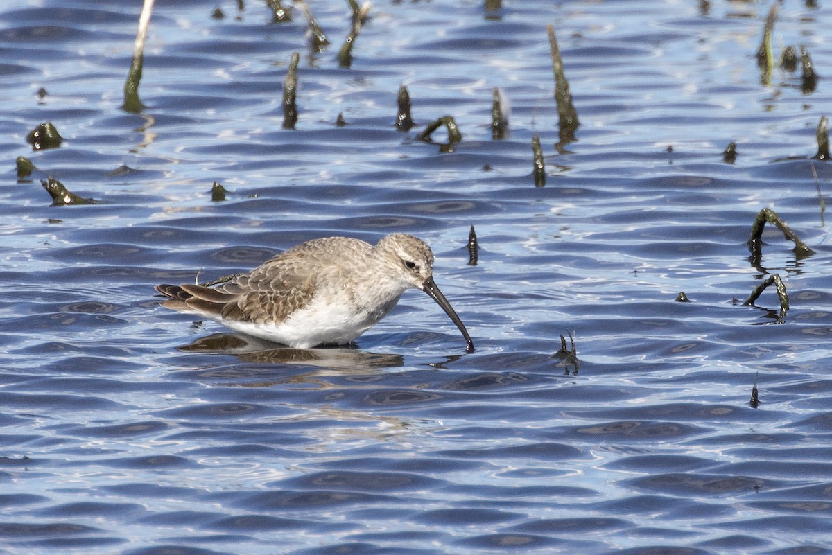 Piovanello comune - ML646093827