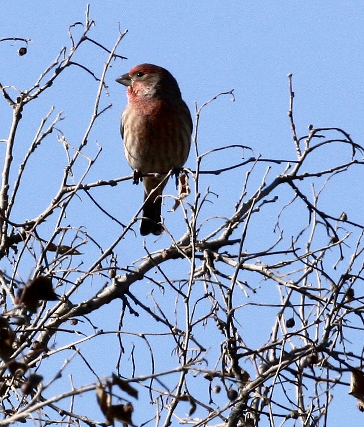 Roselin familier - ML646093829